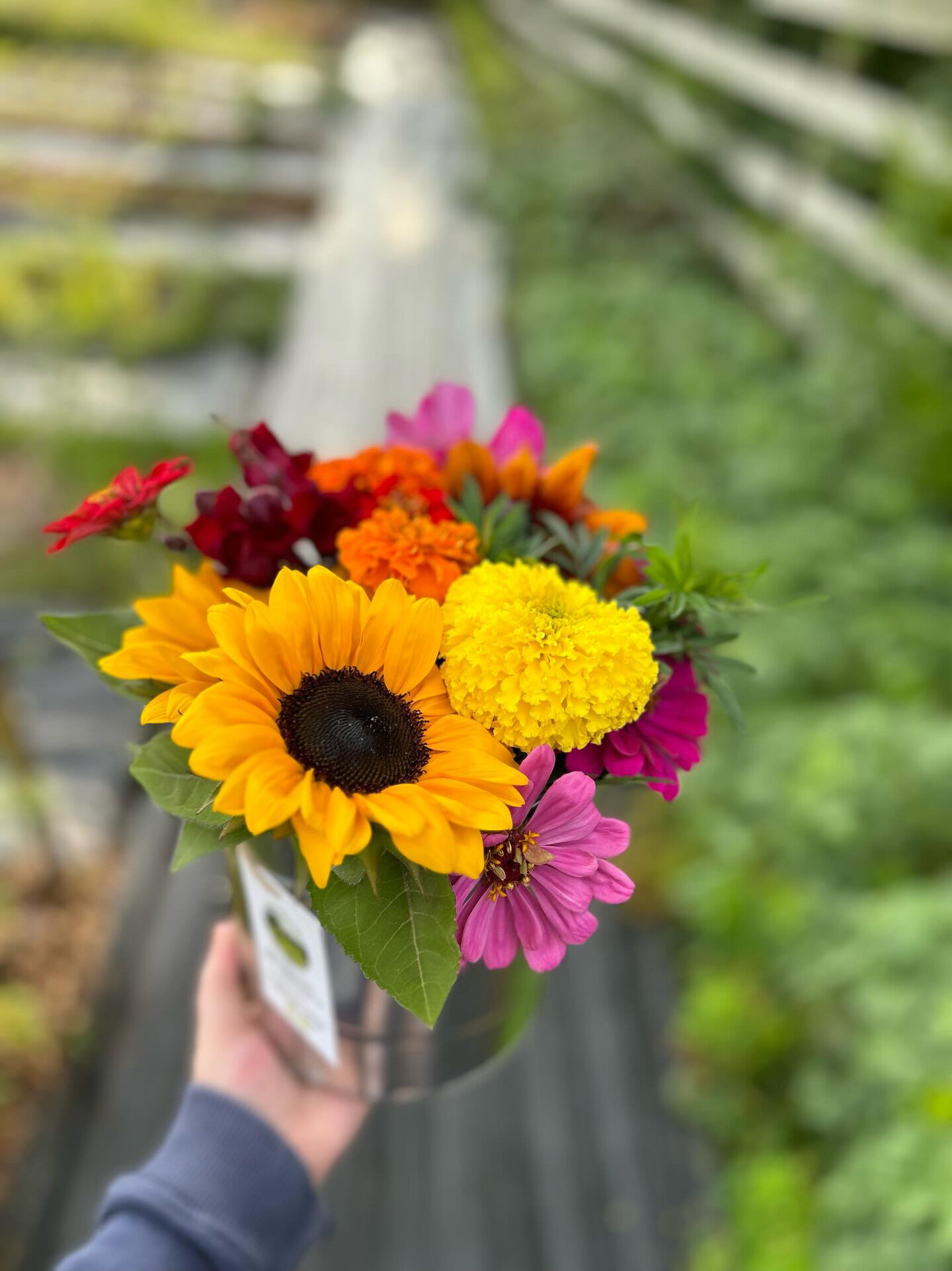 you pick flowers in can Catie